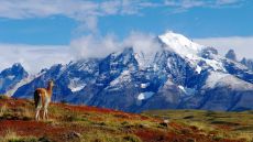 Landscapes with a lama