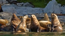 sea lions