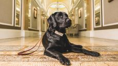 Canine Ambassador Cori Copley Peacock Alley at Fairmont Copley Plaza Boston