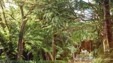 Jungle and surroundings