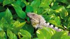 garden lizard