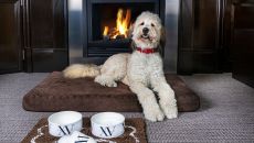 Dog Friendly Hotel Room