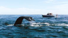 Whale Tail and Shooting Star at Chatham Bars Inn