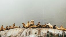 sea lions