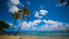Palm Trees at East Winds Inn