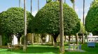 DELANO ORCHARD