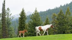 dixiejuniper spring2022 3 52165907196 o at Triple Creek Ranch