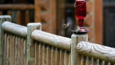 tcr jbrown002 48205184907 o at Triple Creek Ranch