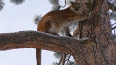 43108601215 9f7f05de50 o at Triple Creek Ranch