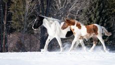 tcr jbrown012 49278888797 o at Triple Creek Ranch