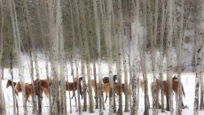 tcr horses behind aspens no wire by pam voth a9a0641 edit 2 2 edit no wire 2 34196382524 o at Triple Creek Ranch