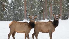 99a7512 edit 30997761993 o at Triple Creek Ranch