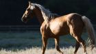 horse 30812071193 o at Triple Creek Ranch