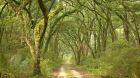 Forest walk