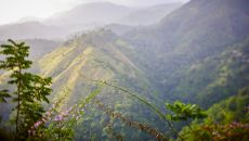 Strawberry Hill IO 8232