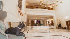 002653 02a Pampered Pets at The Langham, Sydney 2