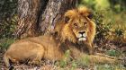 wildlife safari lion