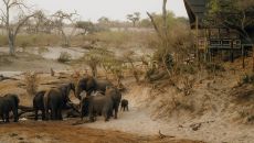 See more information about Savute Elephant Lodge, A Belmond Safari, Botswana Accommodation with elephants drinking water