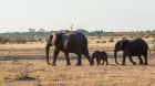 elephants