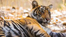 Ranthambore National Park Safari Aman i Khas 2024