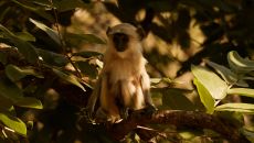 Experience, Safari Aman i Khas 2024