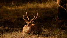 Safari Aman i Khas 2024