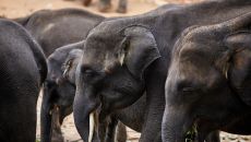 Amanwella, Sri Lanka Experience, elephant sanctuary 28484 Amanwella 2024