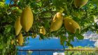 lemon tree Casa Angelina