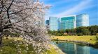 See more information about Conrad Tokyo Hotelexterior cherry blossoms Conrad Tokyo