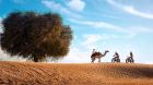 Camel Riding Bab Al Shams.