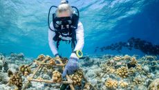 Coral Frames 3 COMO Cocoa Island