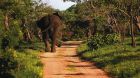 elephant sighting