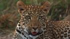 safari leopard
