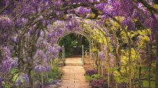 Flowers 1 at Hambleton Hall