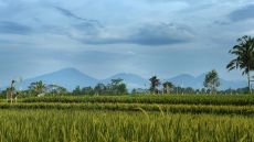 Alila Ubud Alila Experiences Paddy Terrace