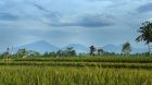 Alila Ubud Alila Experiences Paddy Terrace