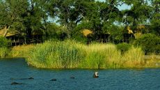 exterior with hippos