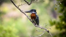 Sweni Lodge wildlife