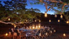 diner by the trees flareless