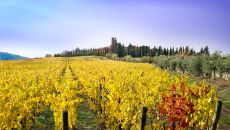 Vineyard in autumn San Felice Chianti Classico at Borgo San Felice Resort