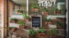Herbs wall