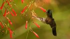 LESSER ANTILLEAN HUMMINGBIRD