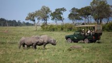 Safari game drive and Beyond Kichwa Tembo 2 and Beyond Kichwa Tembo Camp