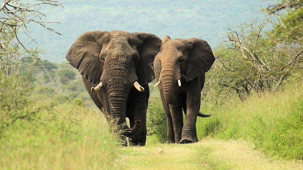 Thanda Private Game Reserve, Kwazulu Natal, South Africa