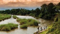 Lion Sands Safari 4 Bush Walk 5 Lion Sands Ivory Lodge