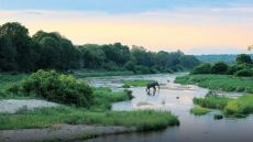 Elephant walking through the river Leopard Hills