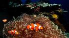 diving fish