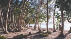 Beach Trees