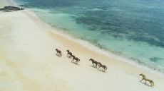 Horses on the Beach