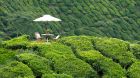 See more information about Cameron Highlands Resort Signature Picnic Experience